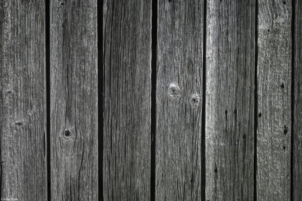 Poszter 30x20cm Fa díszlécek, Assaf Frank