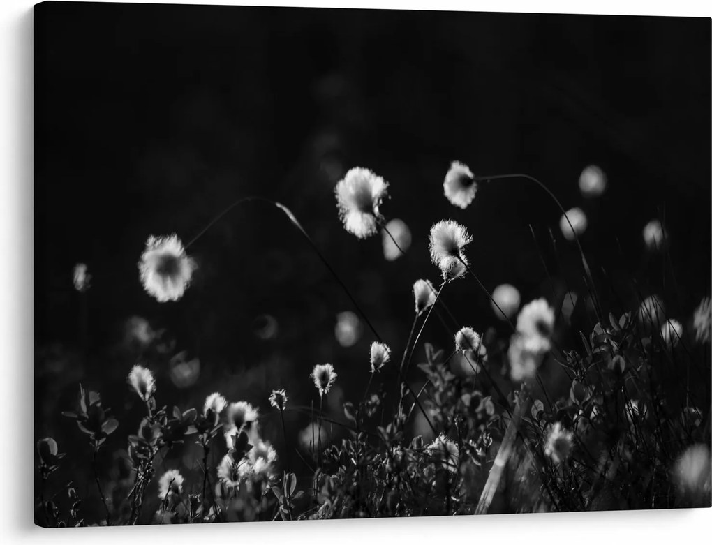 Kép - Gyapotfűvel borított rét N⁰1 (70x50 cm)