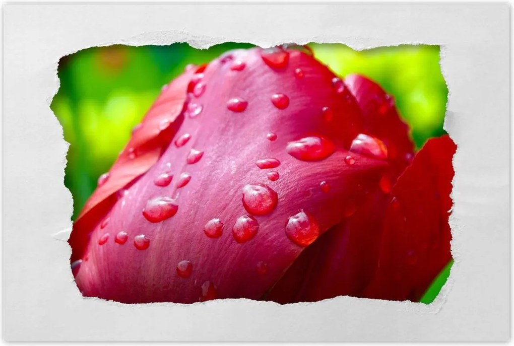 Poszterek 90x60 Tulipánok Virágok