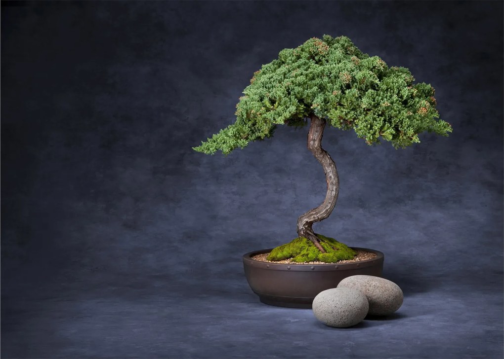 Kép - Bonsai (üvegen) (70x50 cm)