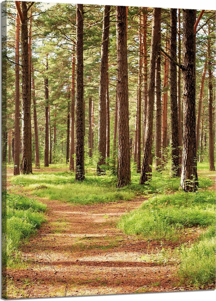 Vászonkép Ösvény az erdőben Fák Természet 50x70 cm