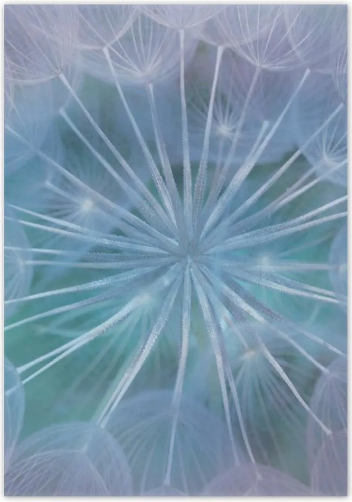 Poszterek 70x100 Pitypang Virág Virágok