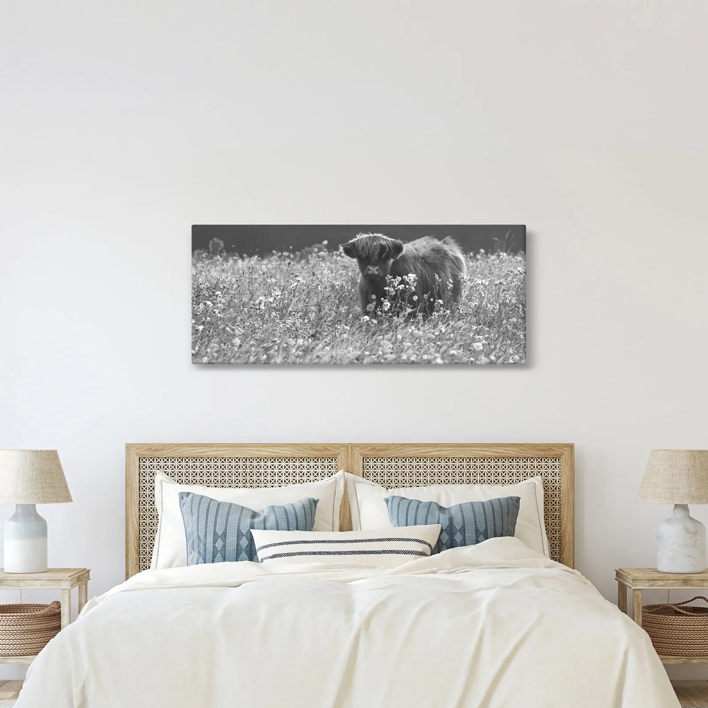 Kép - Skót tehén 5, fekete-fehér (120x50 cm)