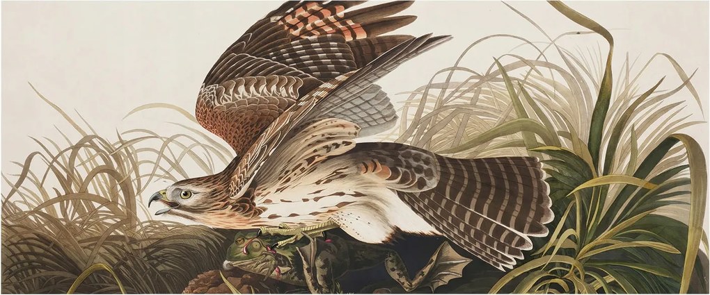 Fotótapéta Flizelin Dekoratív Hálószoba Szárnyas szépség 250x104