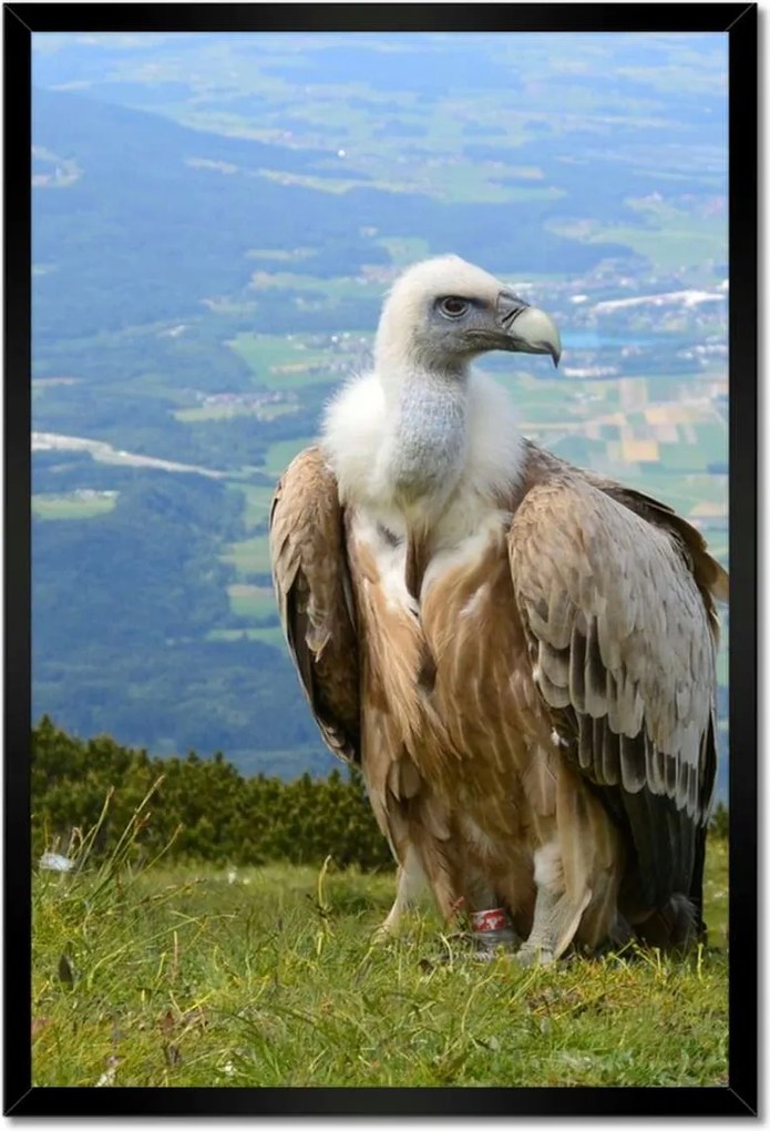 Poszterek keretben 40x60 Veszélyes tekintet