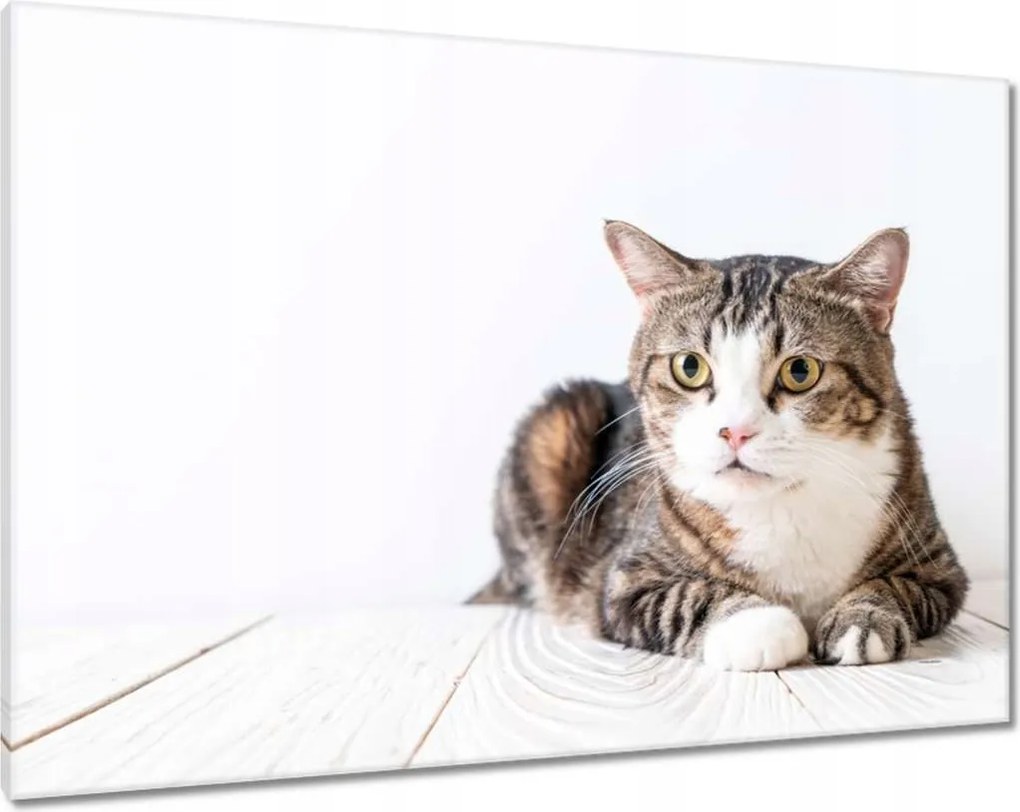 Vászonkép 100x70 Cica Cicák Macskák