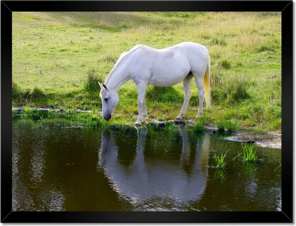 Poszterek keretben 40x30 Fehér ló