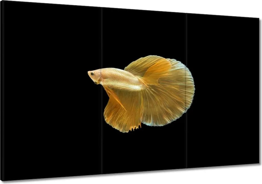 Vászonkép 120x80 Arany sziámi hal