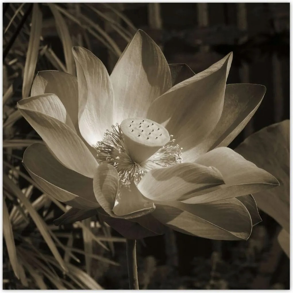 Poszterek 100x100 Lótusz Lótuszvirág