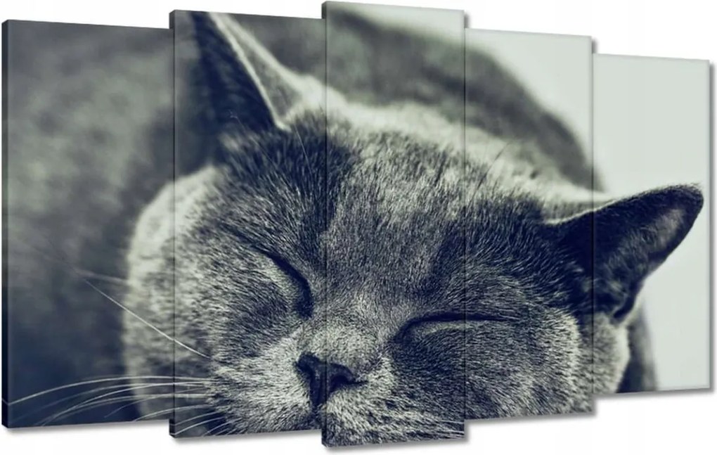 Vászonkép 100x60 Cica