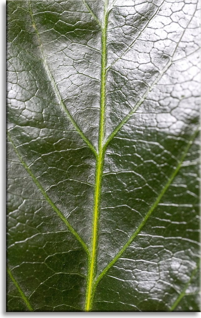 Botanika Vászonkép Zöld levél 50x80 cm