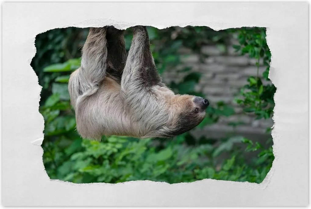 Poszterek 120x80 Lajhár lustaság közben