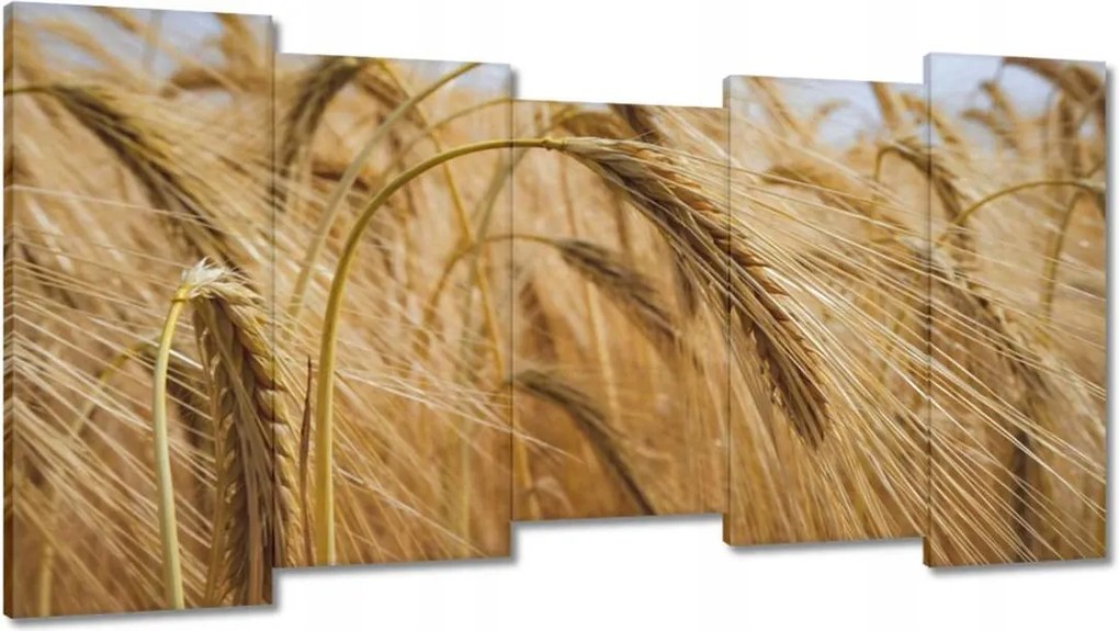 Vászonkép 150x80 Kalászok gabonával Gabonafélék
