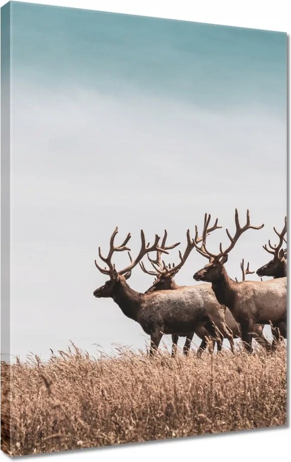 Vászonkép 40x60 Szarvasok felhője