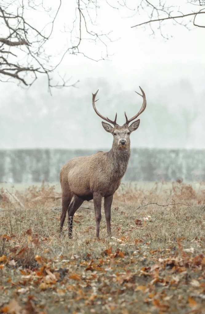 Poszter 53x81cm Szarvas az erdőben, Assaf Frank