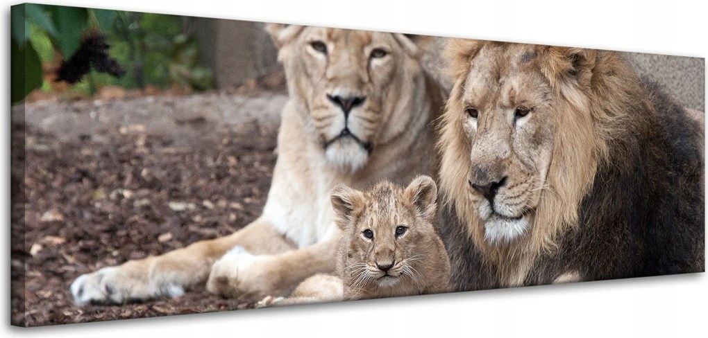 Vászonkép Oroszlán család Természet fotó 120x40 cm Ideális ajándék