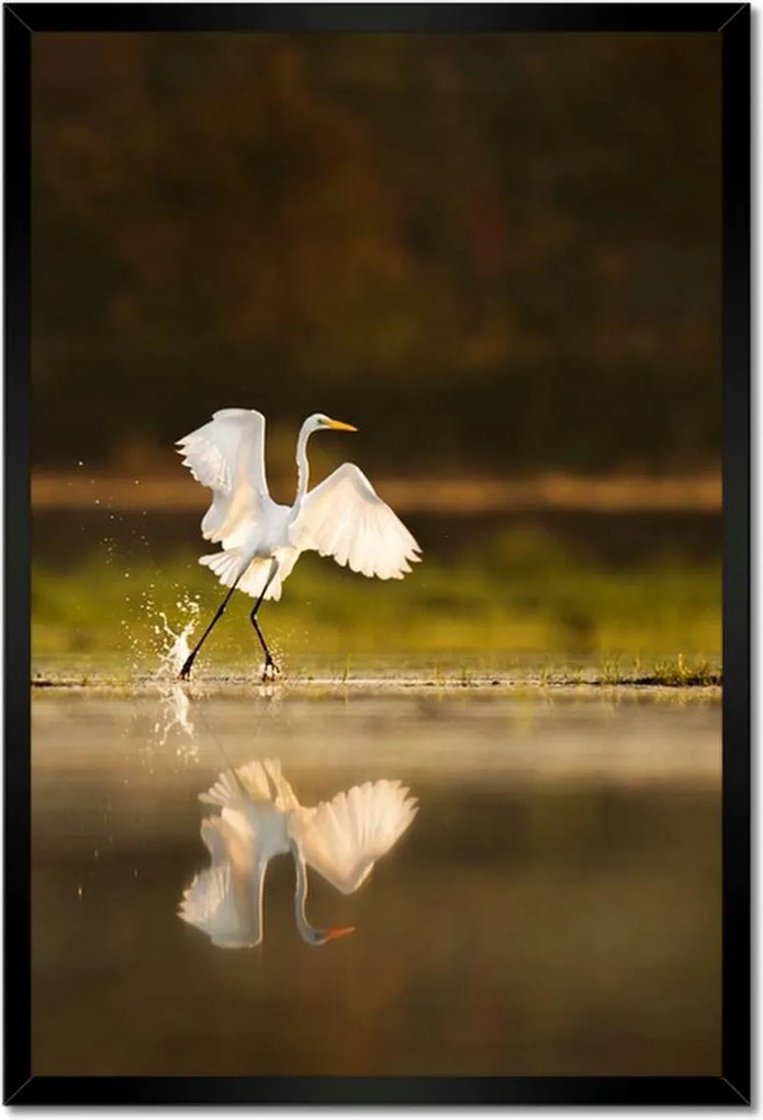 Poszterek keretben 40x60 Madarak