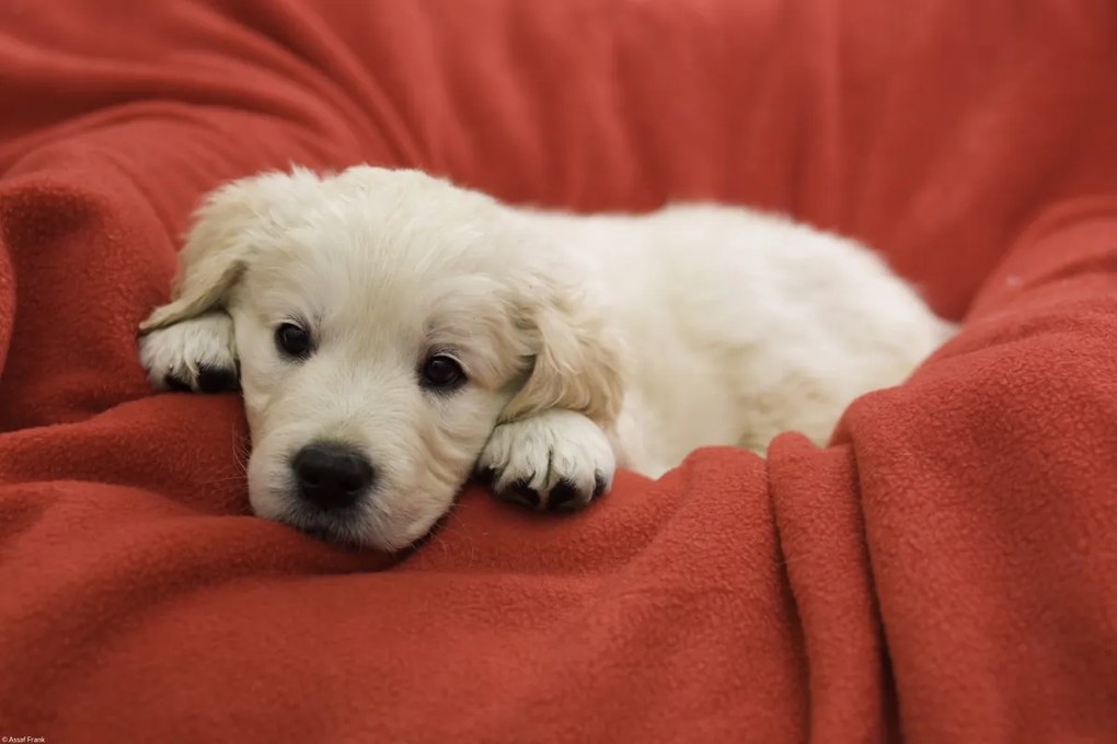 Poszter 45x30cm Golden Retriever kiskutya, Assaf Frank