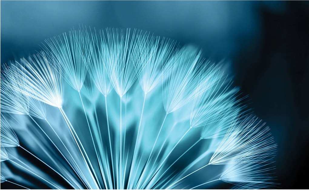 Fotótapéta Pitypang természet 250x175 könnyed nyugalom +ragasztó