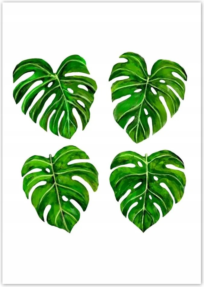 Poszterek A4 Pion Lyukas monsera levelek