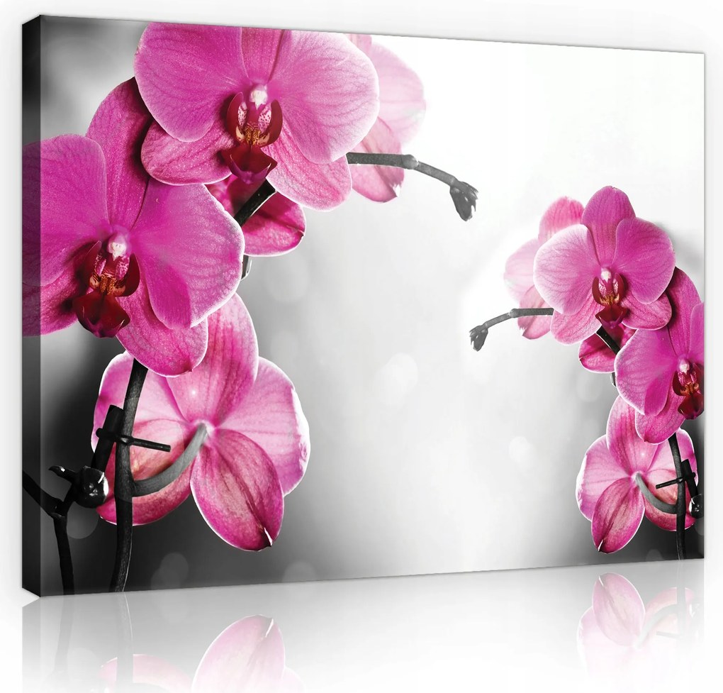 Vászonkép Virágok Orchideák Vászon Fal Modern Hálószoba Nappali 100x70