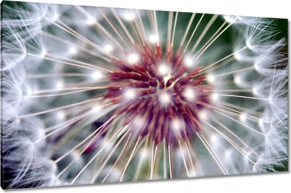 Vászonkép 120x70 Pitypang Virág Virágok