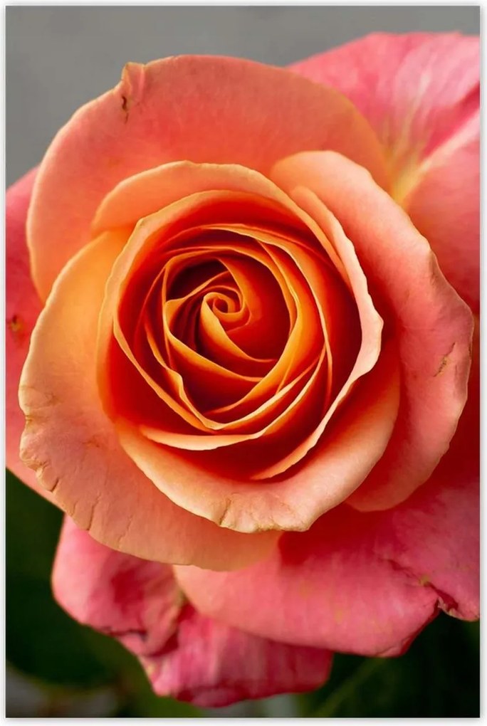 Poszterek 80x120 Rózsa Virág Virágok Rózsa