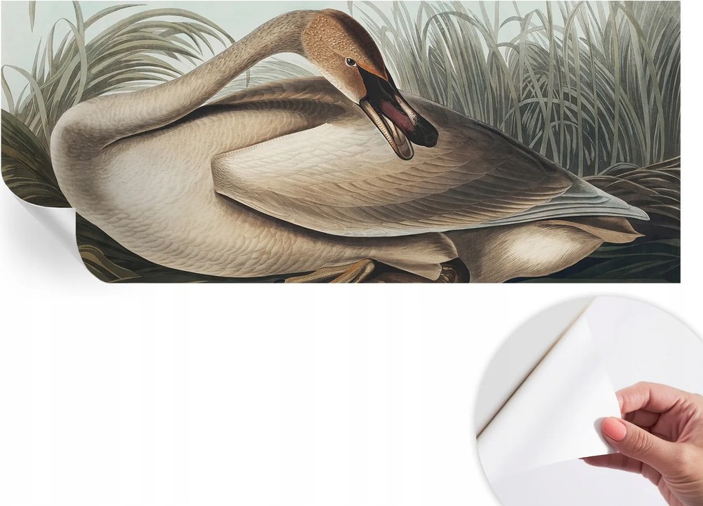 Modern Öntapadós Fotótapéta Mosható Természetes madár 250x104 cm