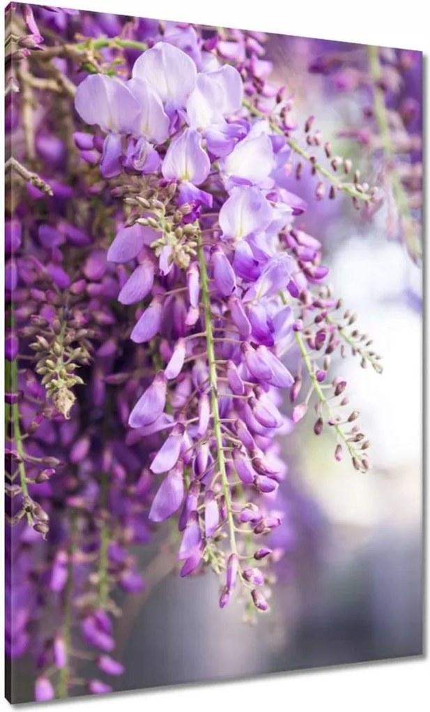 Vászonkép 70x100 Lila virágok Virágok