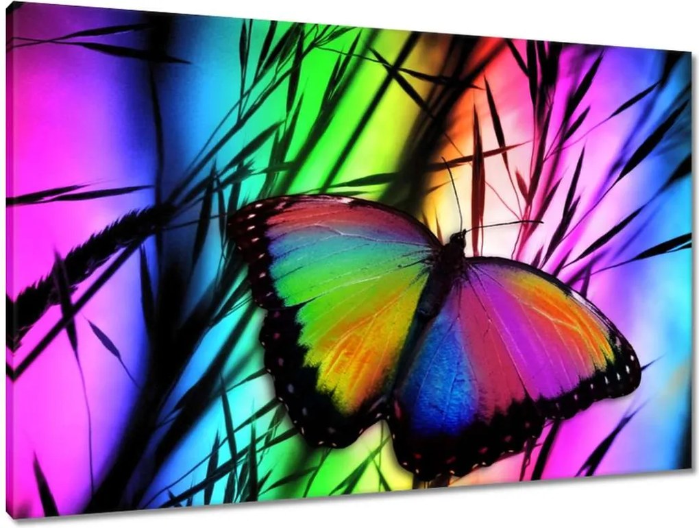 Vászonkép 90x60 Szivárvány pillangó