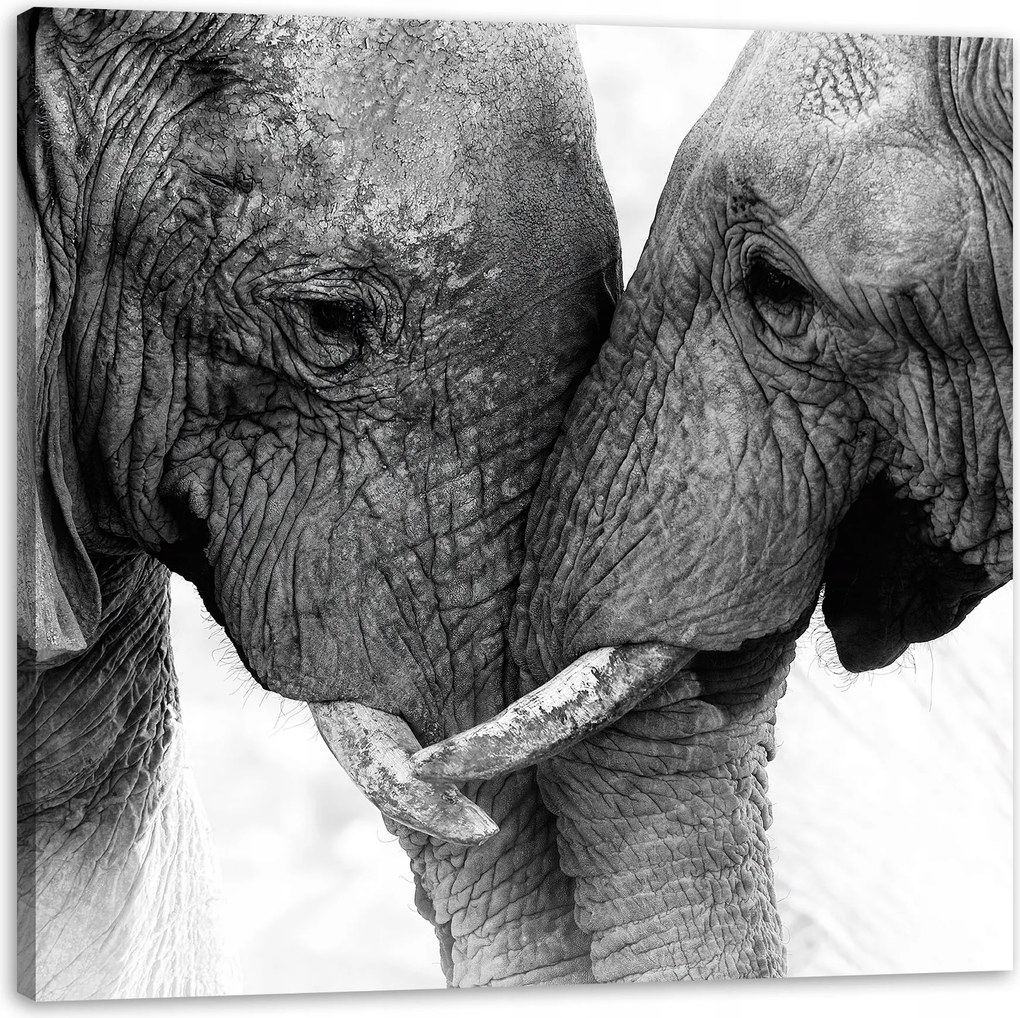 Vászonkép Elefánt közelkép Szürke Természet 60X60 cm
