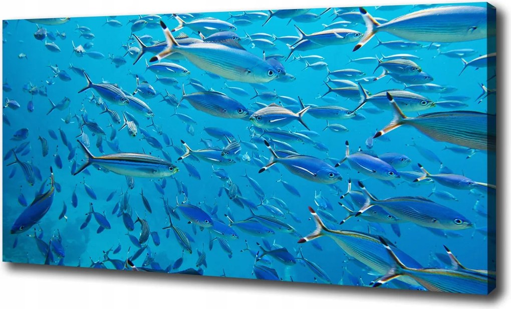 Vászonkép Korall halak 100x70 cm