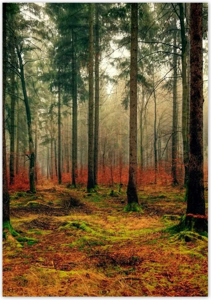 Poszterek 70x100 Erdő Tájkép