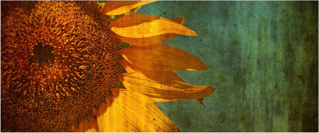 Kép - napraforgó (120x50 cm)