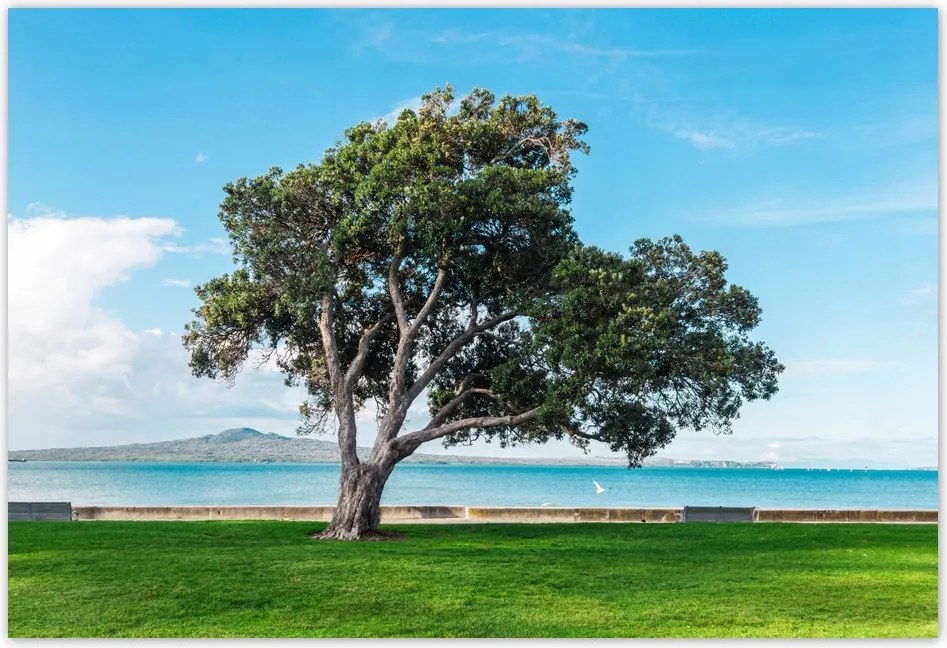 Poszterek 185x125 Magányos fa