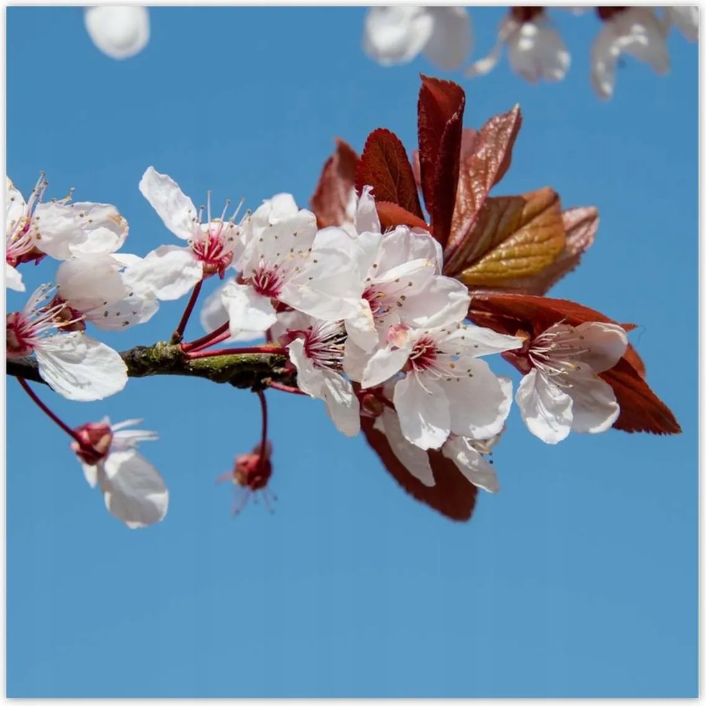 Poszterek 70x70 Tavaszi felvétel a kertből