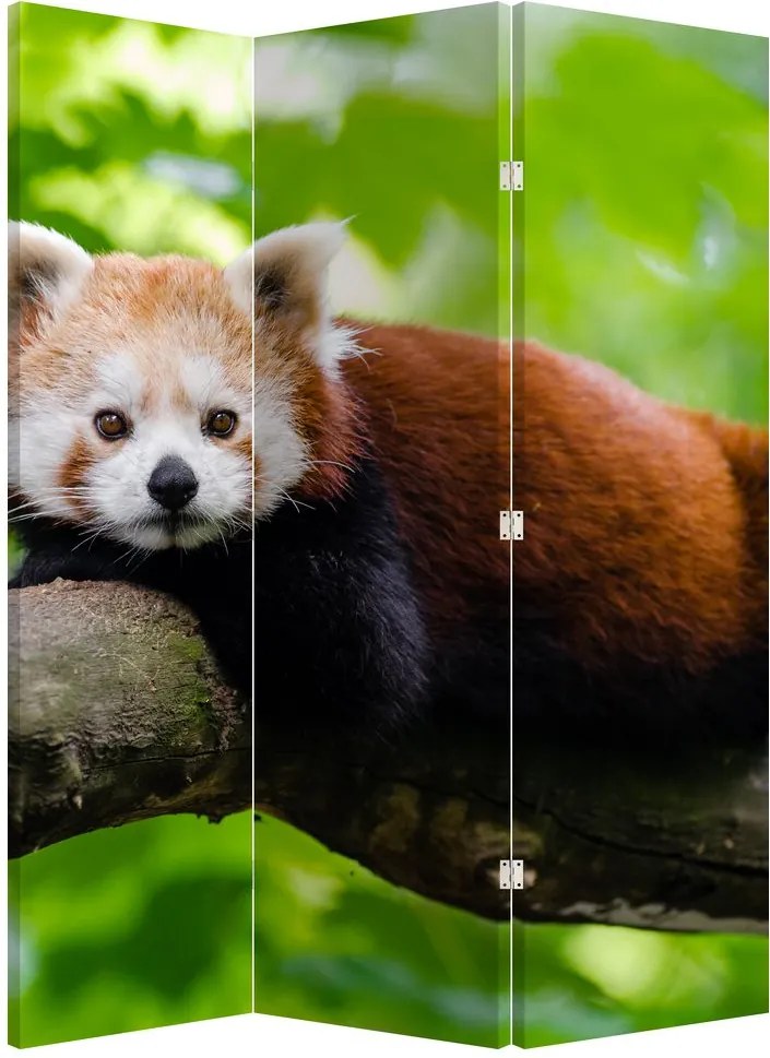Paraván - Vörös panda (126x170 cm)