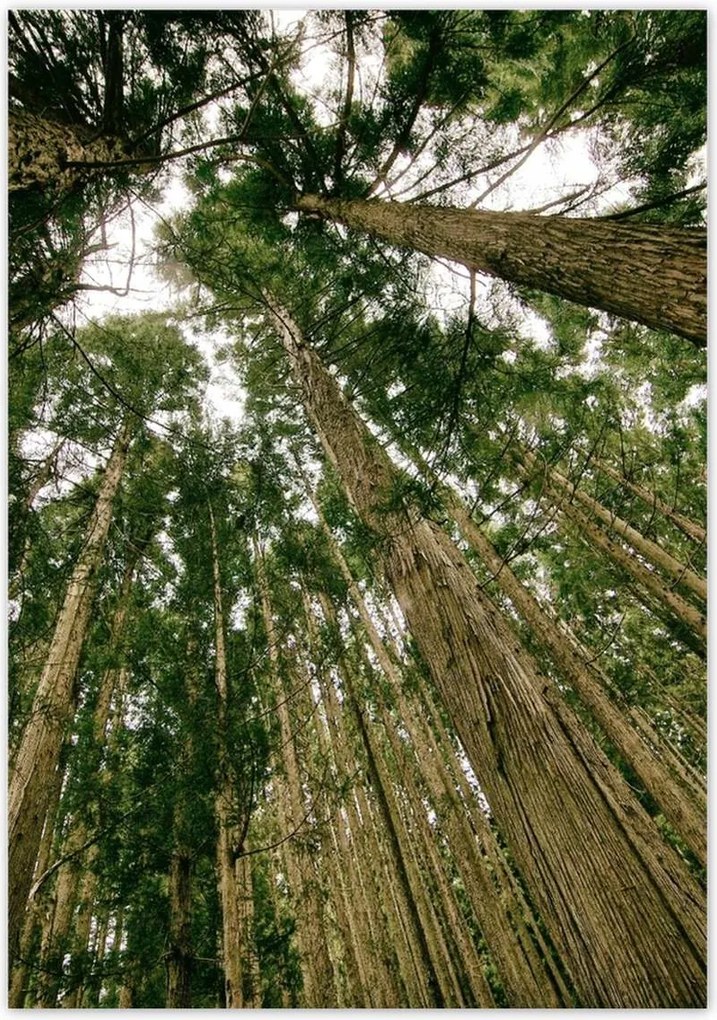 Poszterek 70x100 Fák