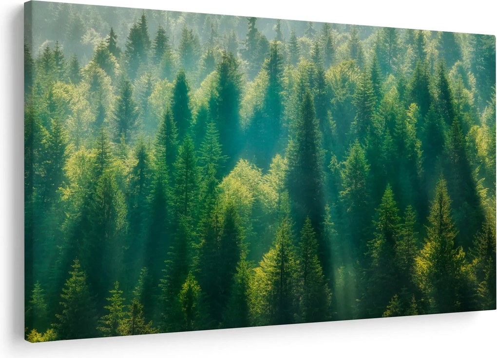 Kép - fenyőerdő (90x60 cm)