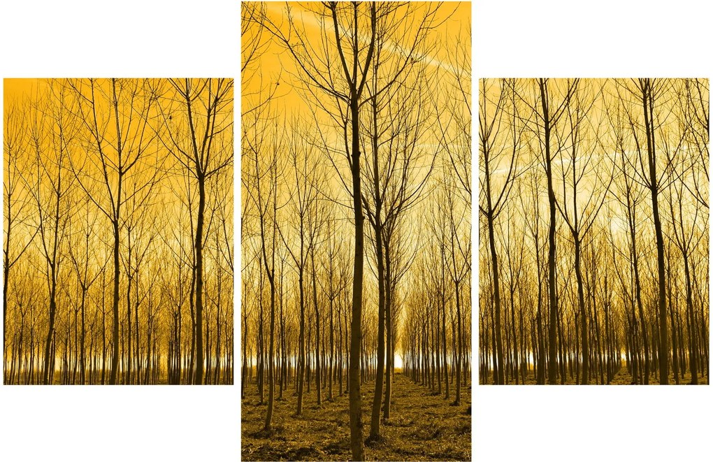Kép - Faültetvény (90x60 cm)