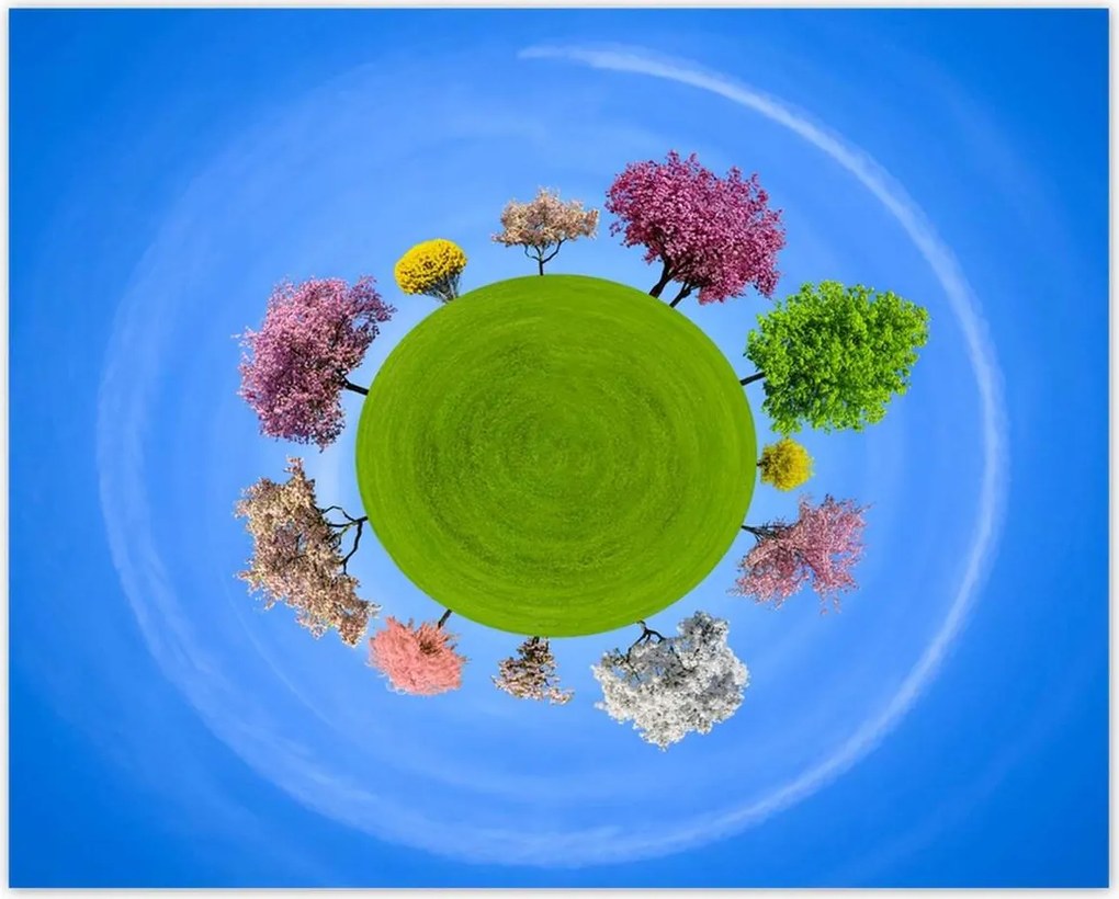 Poszterek 50x40 Fa Fák Kilátás