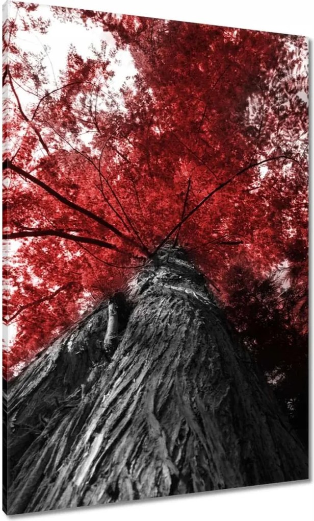 Vászonkép 70x100 mamutfenyő Magas fa