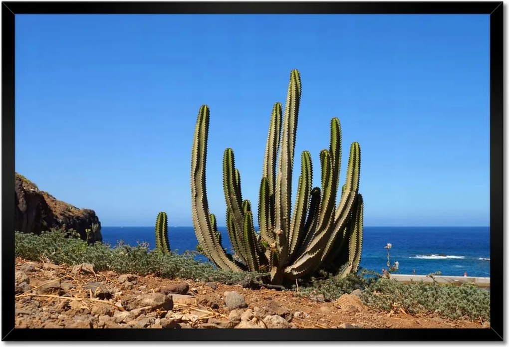 Poszterek keretben 60x40 Kaktusz a természetben Kilátás