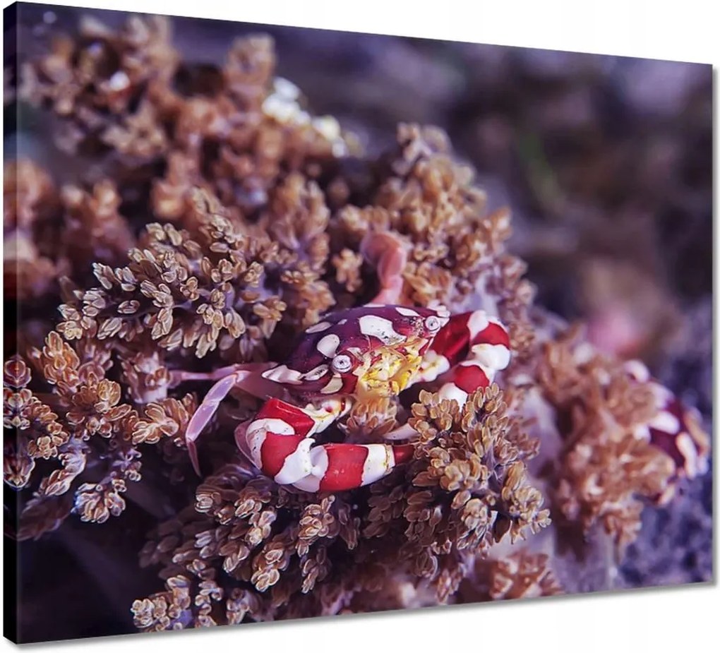 Vászonkép 50x40 Kék tengeri világ