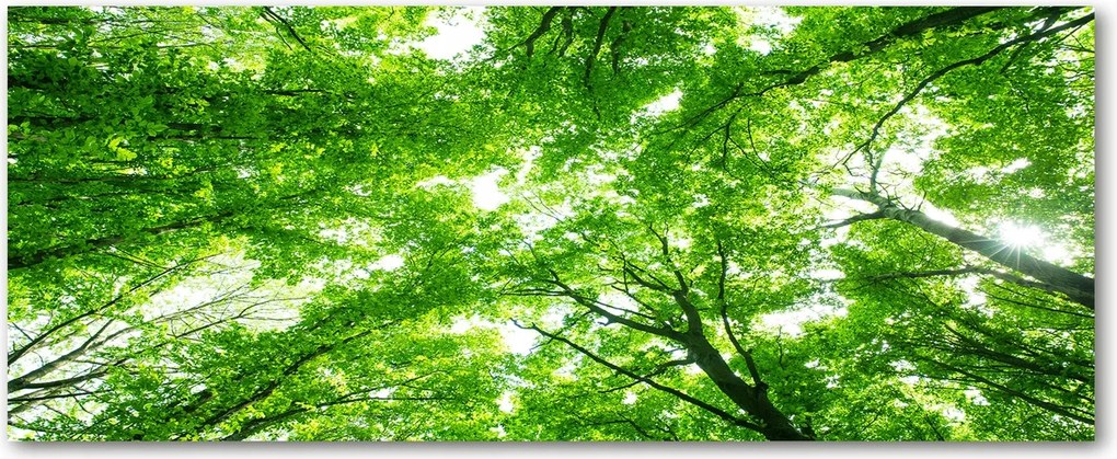 Modern üvegpanel a konyhába Zöld erdő XXL