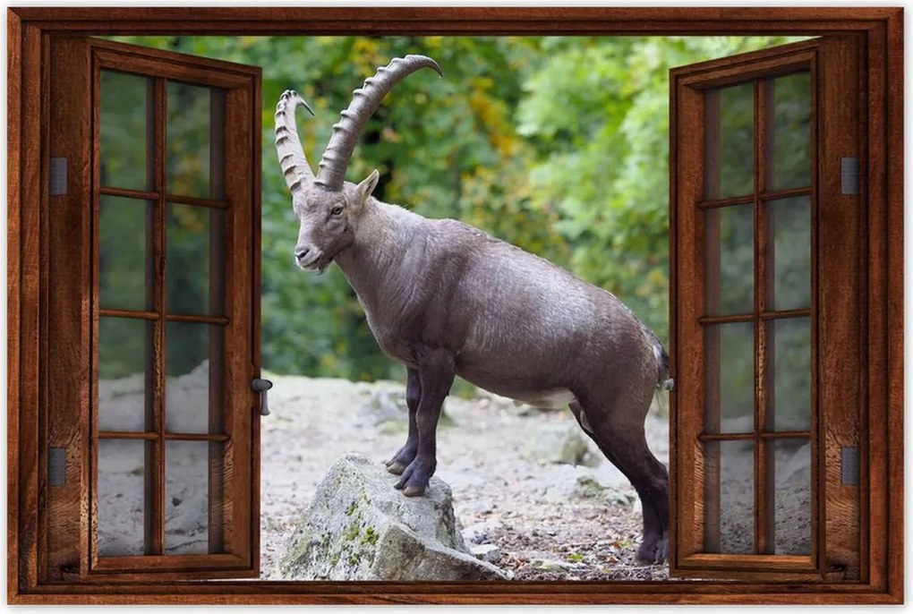 Poszter 60x40 Alpesi bak Szarvak