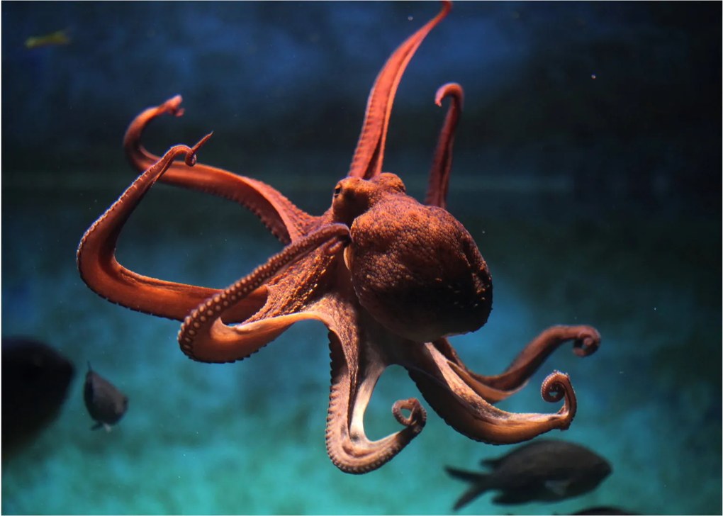Üveg kép - Octopus (70x50 cm)