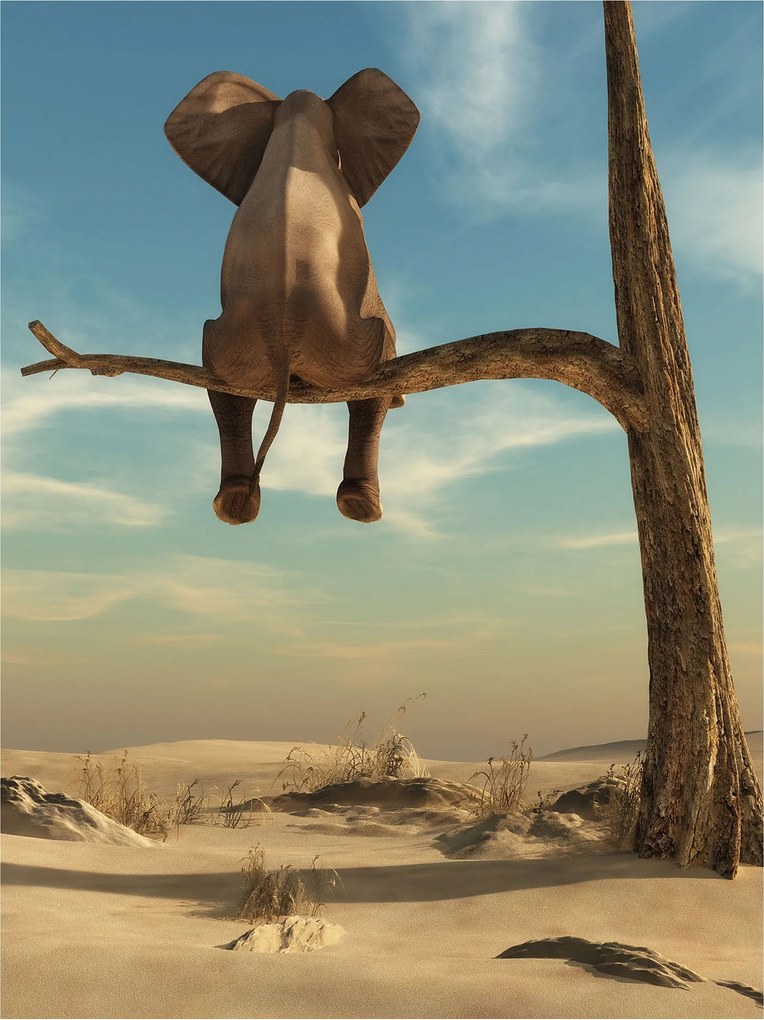 Fotótapéta Elefánt fa és szavanna etnikai 206x275 otthonra és irodába +ragasztó