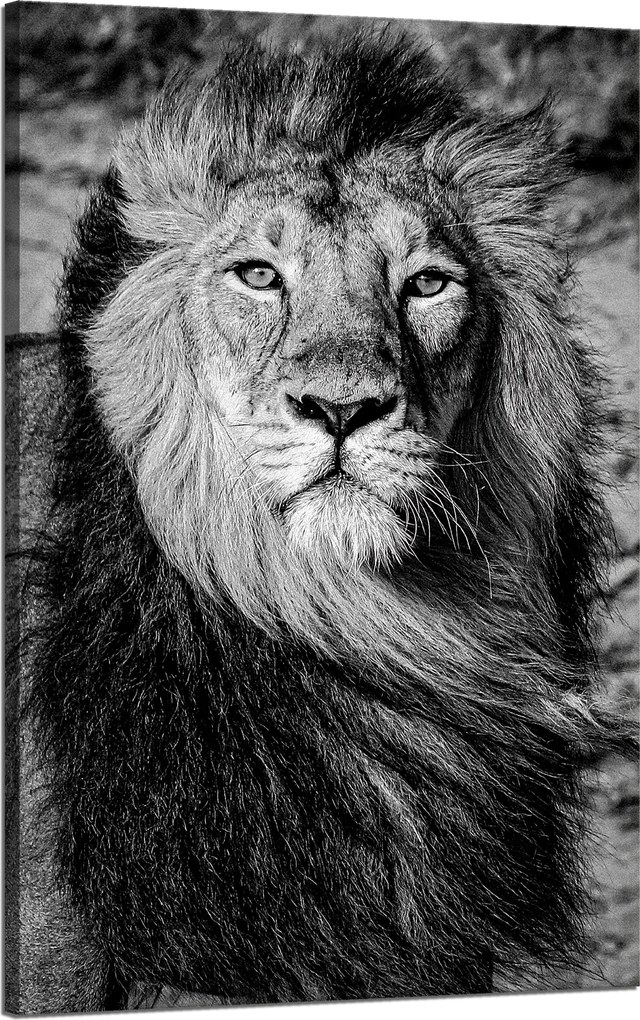 Vászonkép Szürke Sörény Oroszlán Arc Szemek 50x80 cm Ideális ajándék