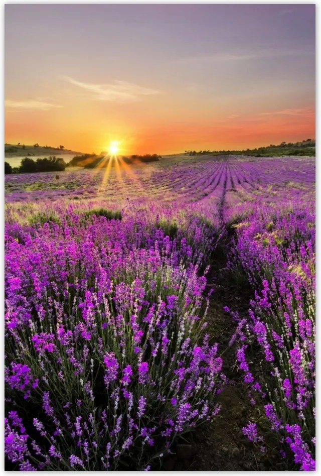 Poszterek 80x120 Levendulamező Nyugat